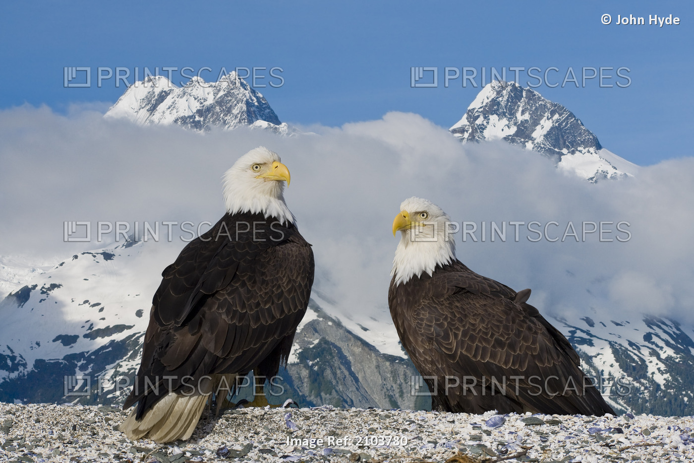 Composite: Two Bald Eagles Perched On The Beach In Lituya Bay With The ...