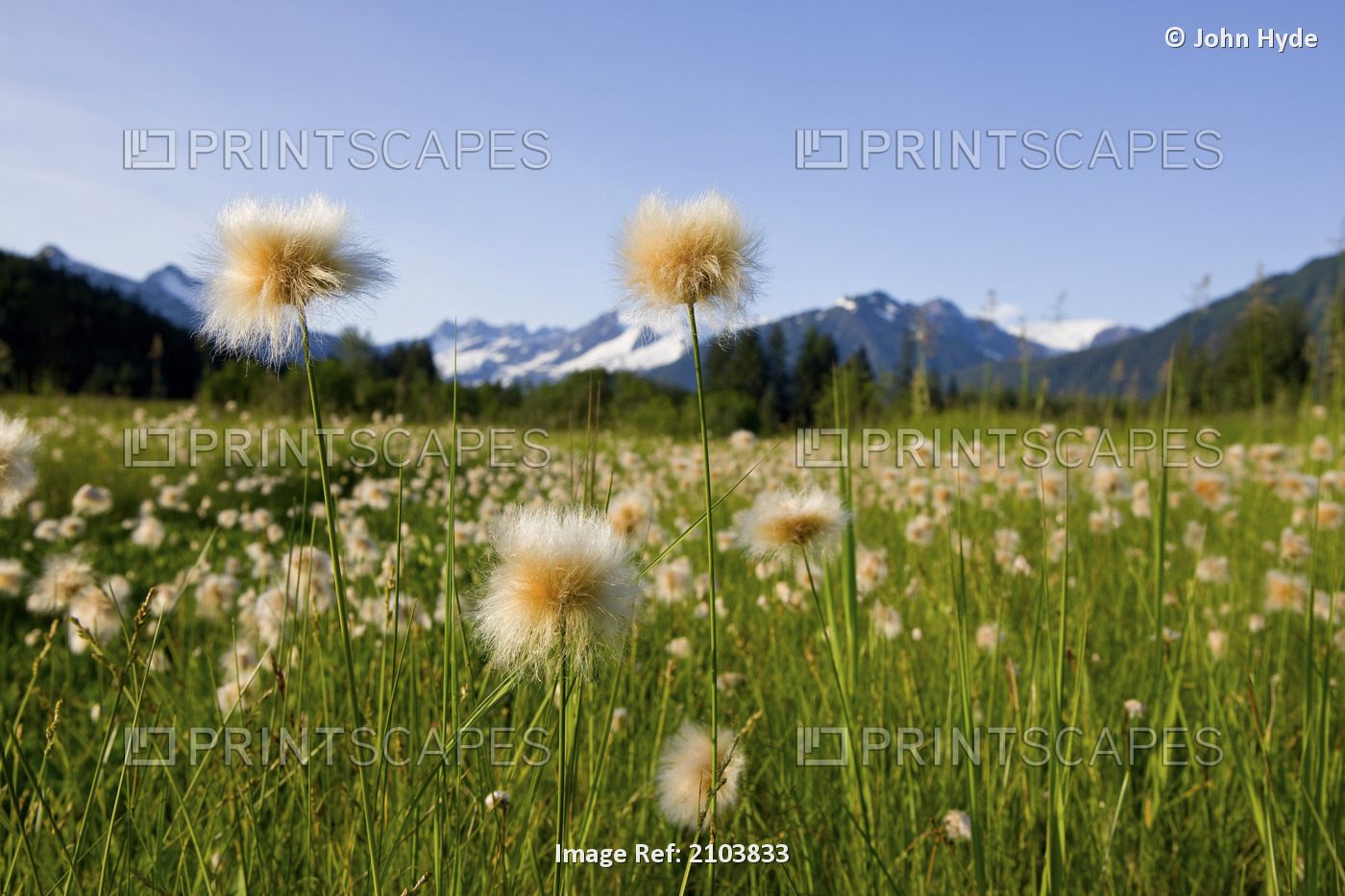 Alaska Cotton Grass In Bloom In A Meadow With The Mendenhall Towers And Coast ...