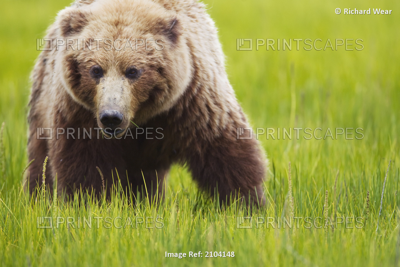 Brown bear up close at lake clarke national park;Alaska united states of america