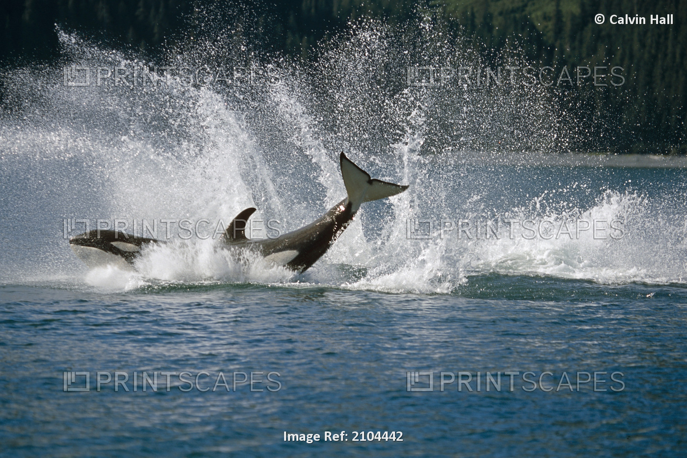 Double Breaching Orcas Bainbridge Passage Prince William Sound Alaska Summer ...