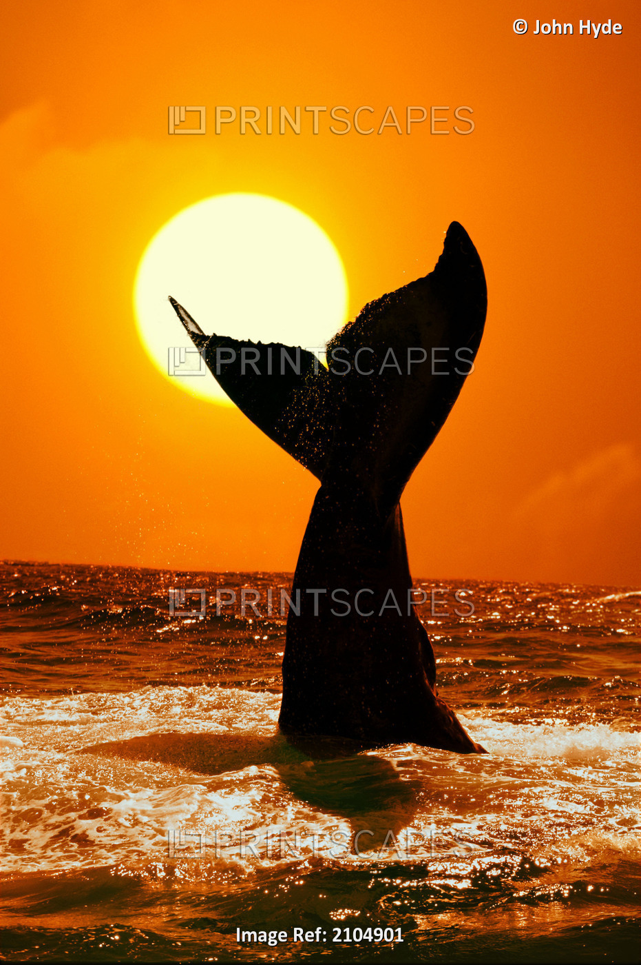 Humpback Whale Tail At Sunset Ak Digital Composite
