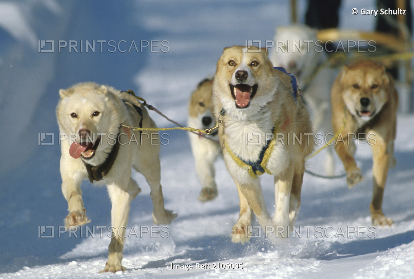 Dogs Racing In The Limited North American Sled Dog Championship, Fairbanks, ...