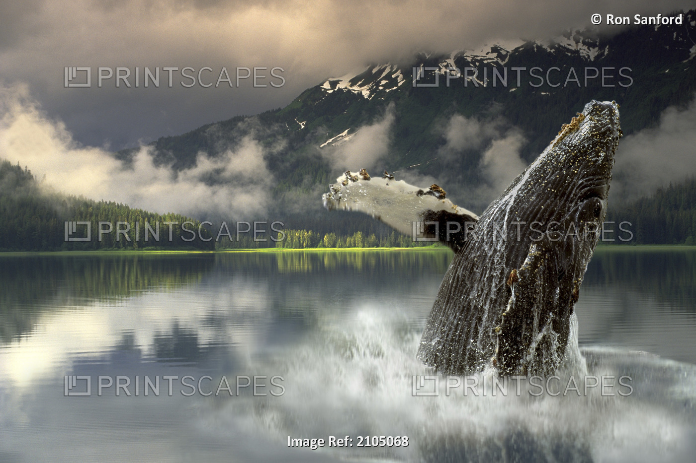 Humpback Whale Breaching Southeast Ak Digital Image Summer Portrait Composite