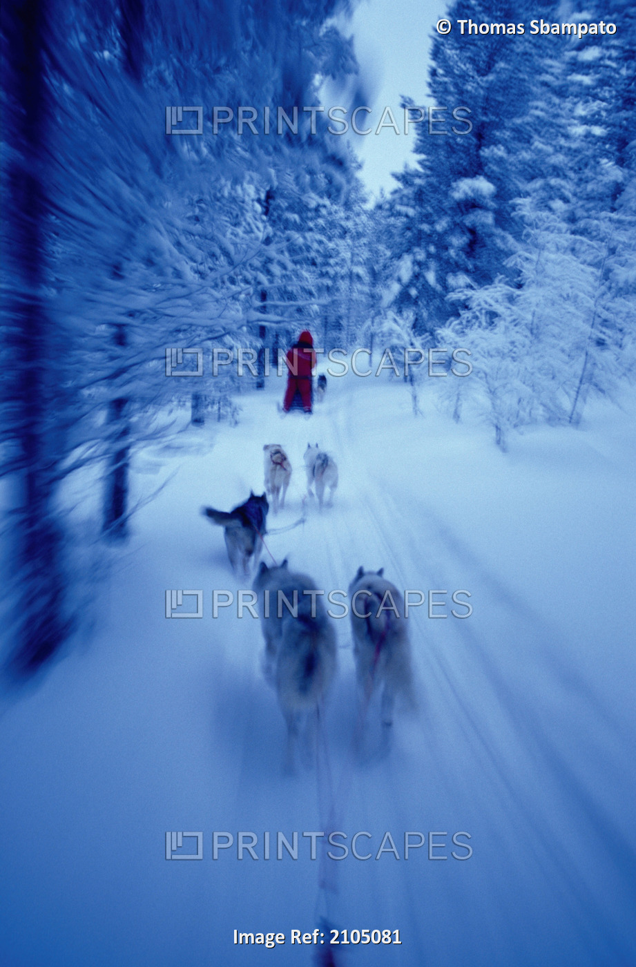 Dog Sled Mushing Through Tree-Lined Trail In Finland Winter
