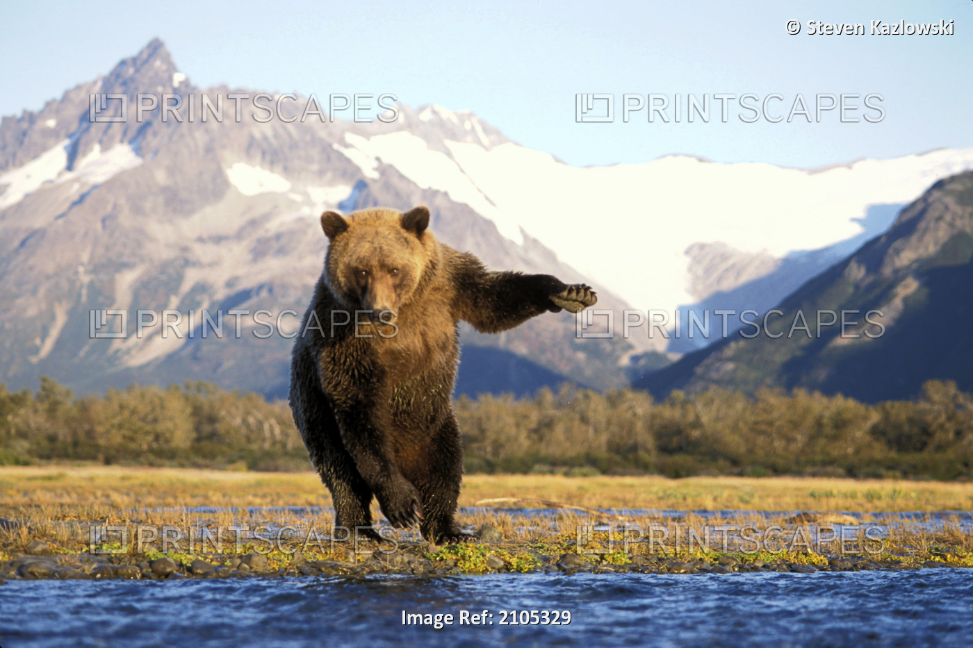 Brown Bear Along River Katmai Np Sw Ak Summer/Nbarrier Range