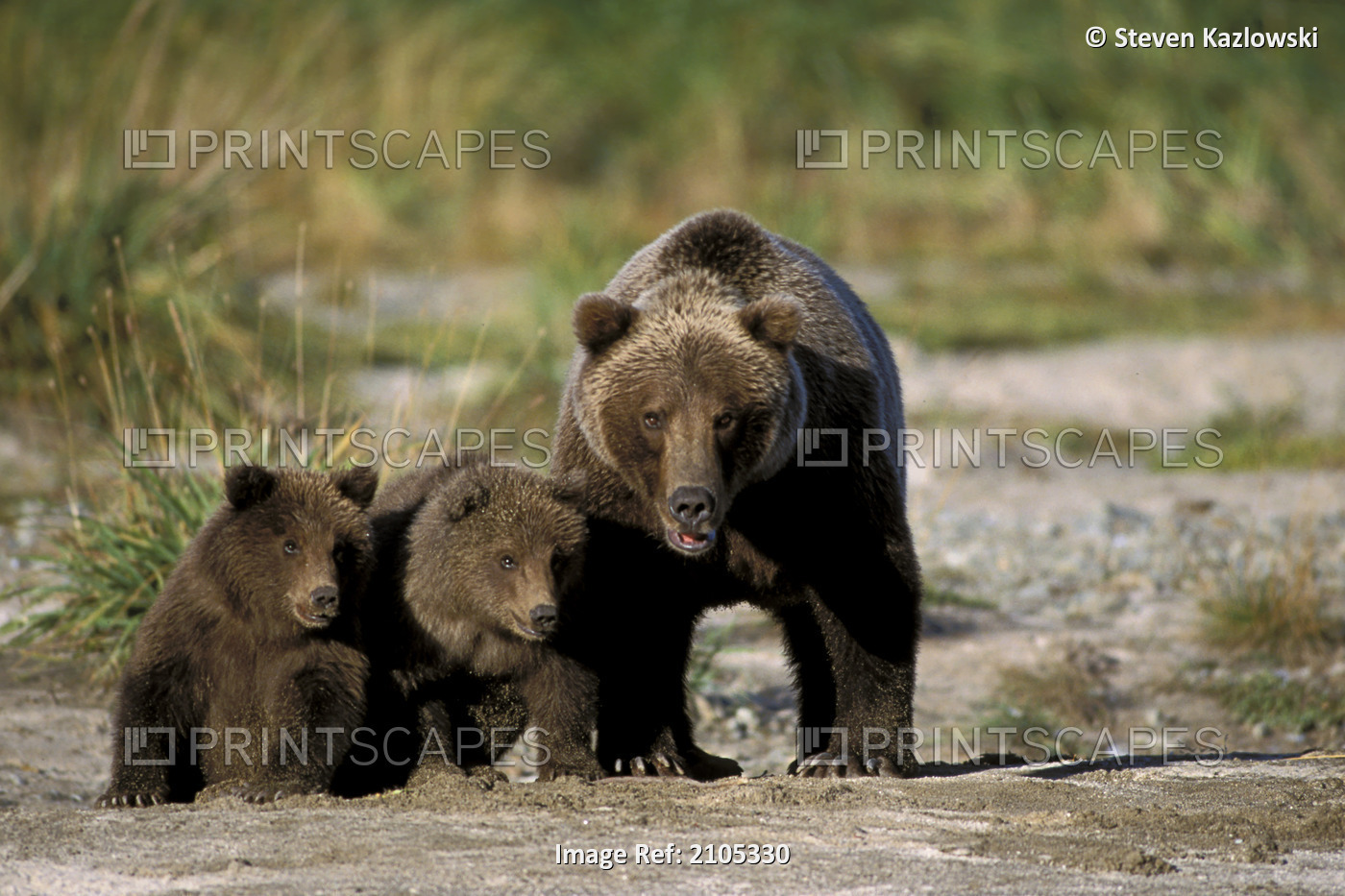 Brown Bear Family On Riverbed Katmai Np Sw Ak Summer