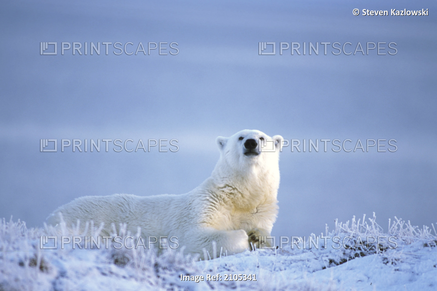 Polar Bear Rests On Frozen Tundra Anwr Ak Ar Autumn