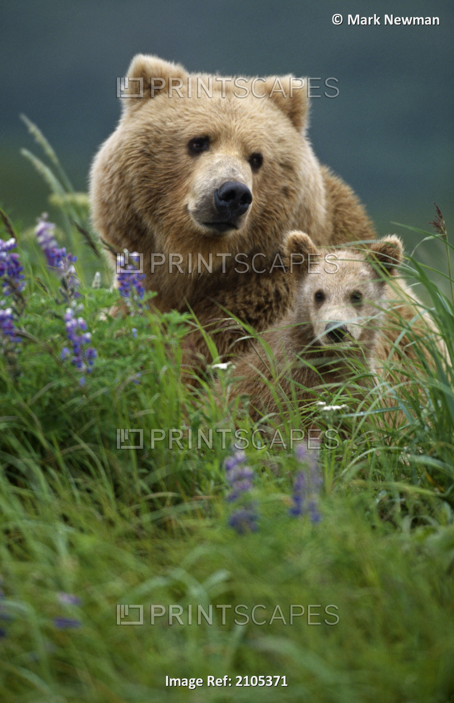 Sow Grizzly & Cubs In Grass Hallo Bay Katmai Np Alaska