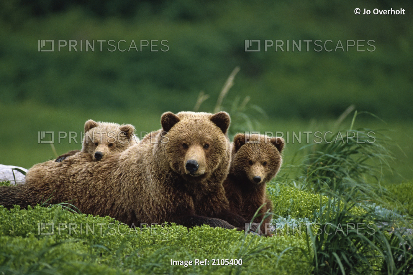 /Ngrizzly Bear Mother And Cubs Lay In Field Southwest Ak/Nsummer