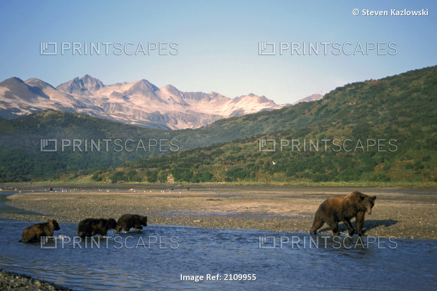 Multiple Brown Bears Fish On River Southwest Alaska Summer Katmai Np Barrier ...