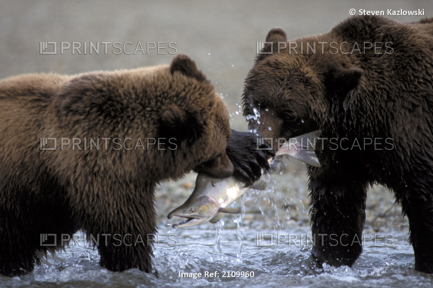 Two Brown Bears Struggle Over Salmon Ak Sw Summer Katmai Np