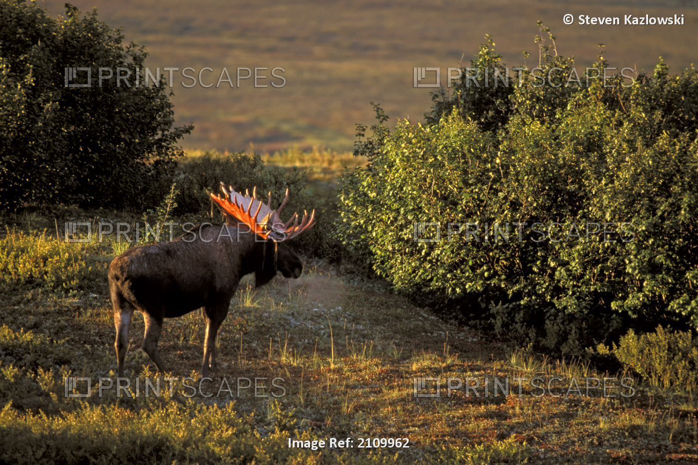 Bull Moose On Tundra Near Tundra Pond In Ak Autumn Denali Np