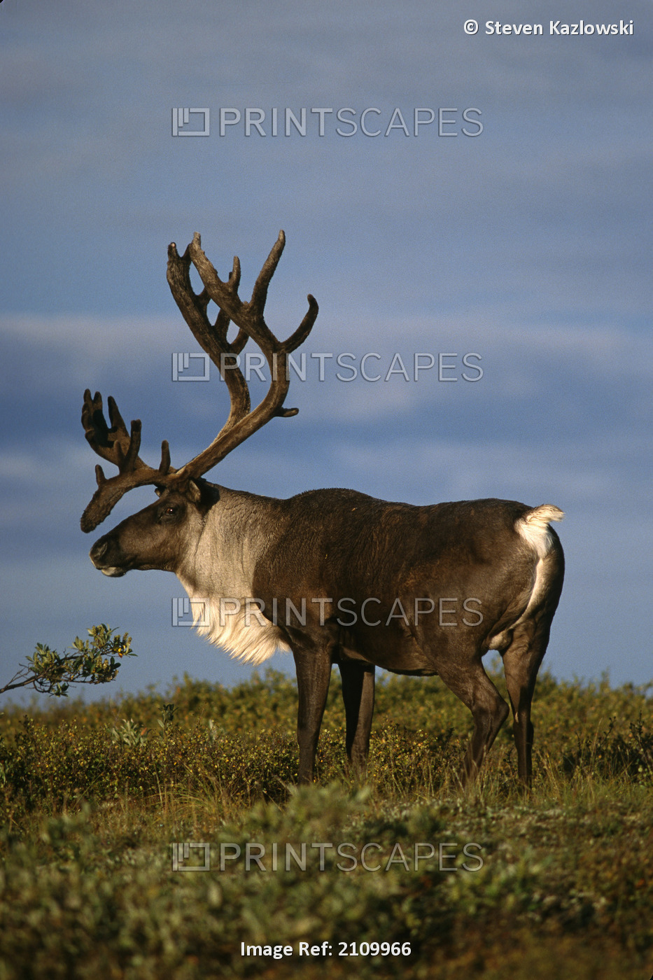 Portrait Of Caribou Bull On Tundra Denali Np In Ak Summer