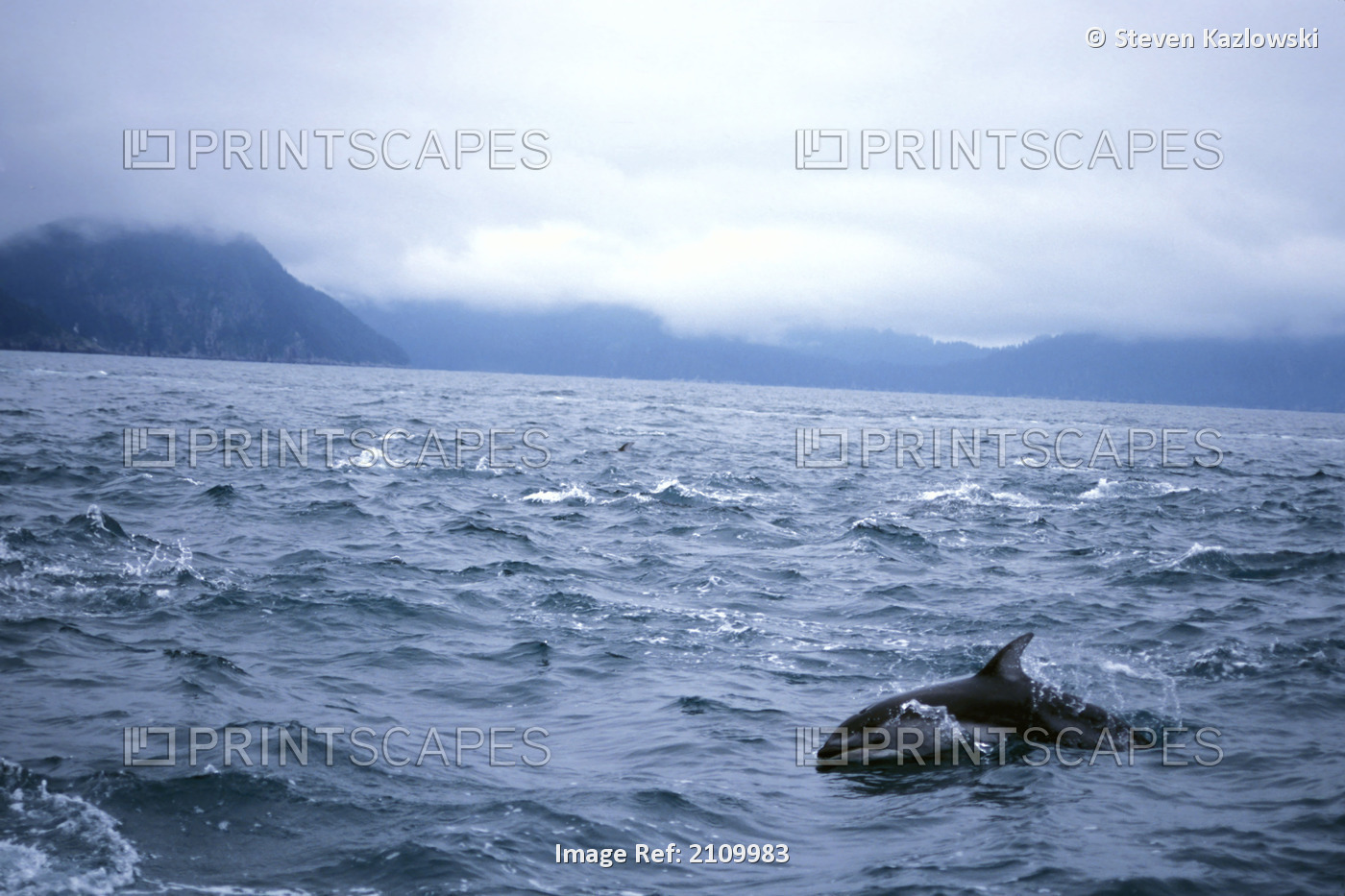 Pacific White Sided Dolphins In Kenai Fjords Np Ak Kp Summer