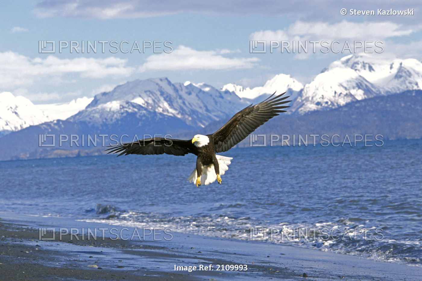 Bald Eagle Prepares To Land On Beach Kachemak Bay Kp Ak Winter