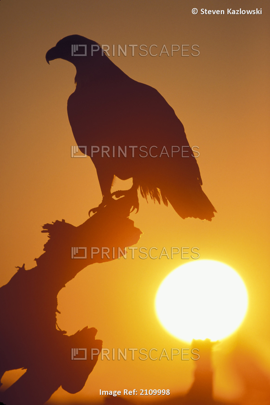 Bald Eagle Perched On Stump @ Sunset Backlit Kp Homerak Autumn Silhouette