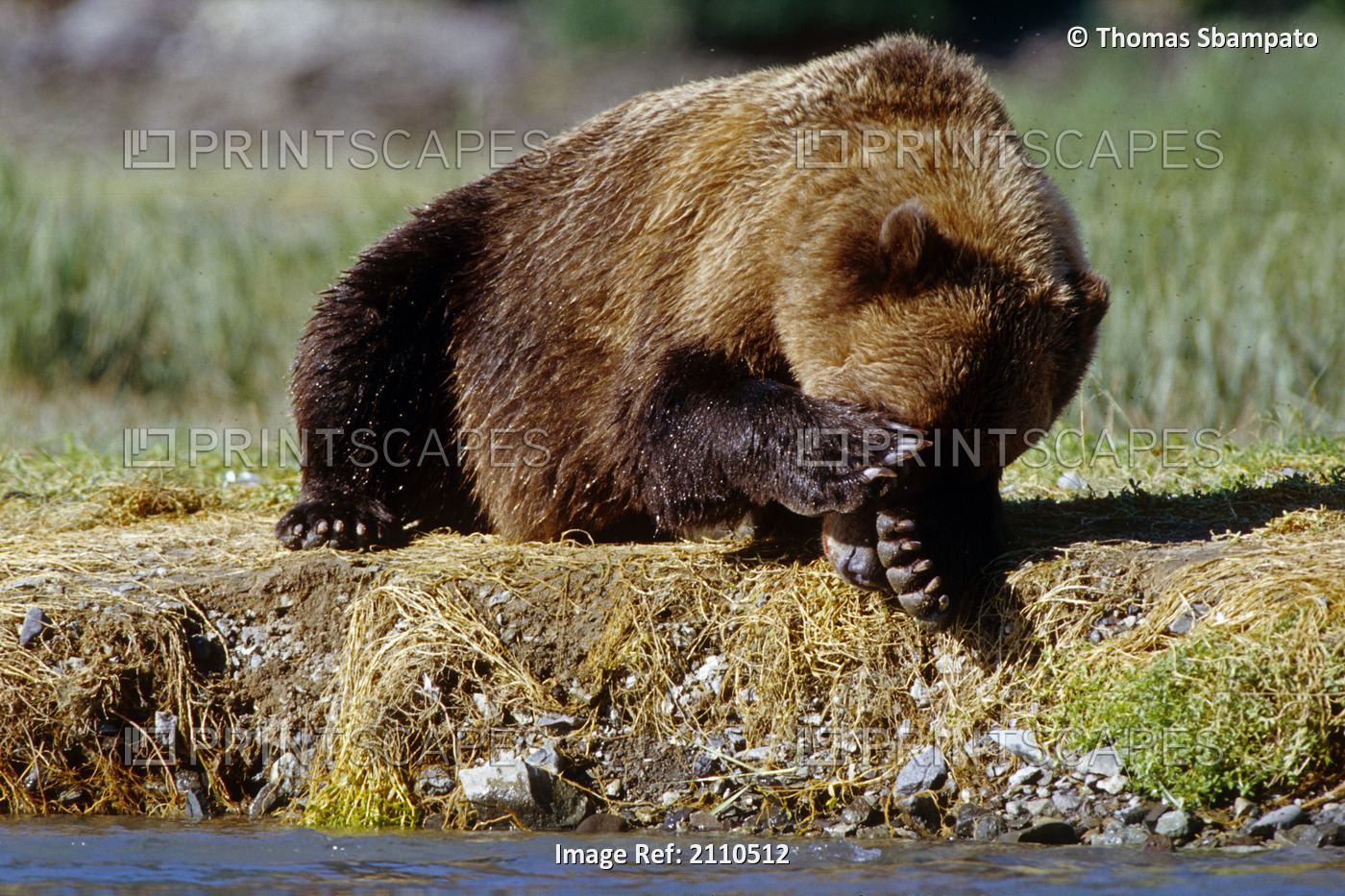 Brown Bear Rests On Banks Of Stream Sw Ak Katmai Np Summer Geographic Harbor