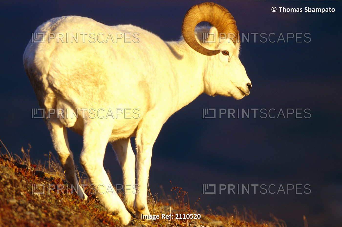Dall Sheep Ram On Primrose Ridge Denali Np In Ak Fall