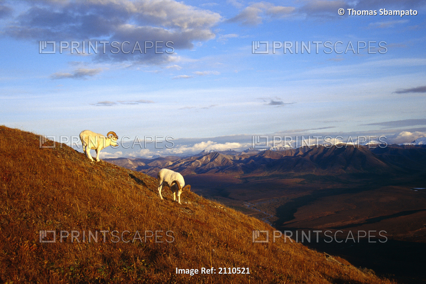 Dall Sheep Rams On Primrose Ridge Denali Np In Ak Fall