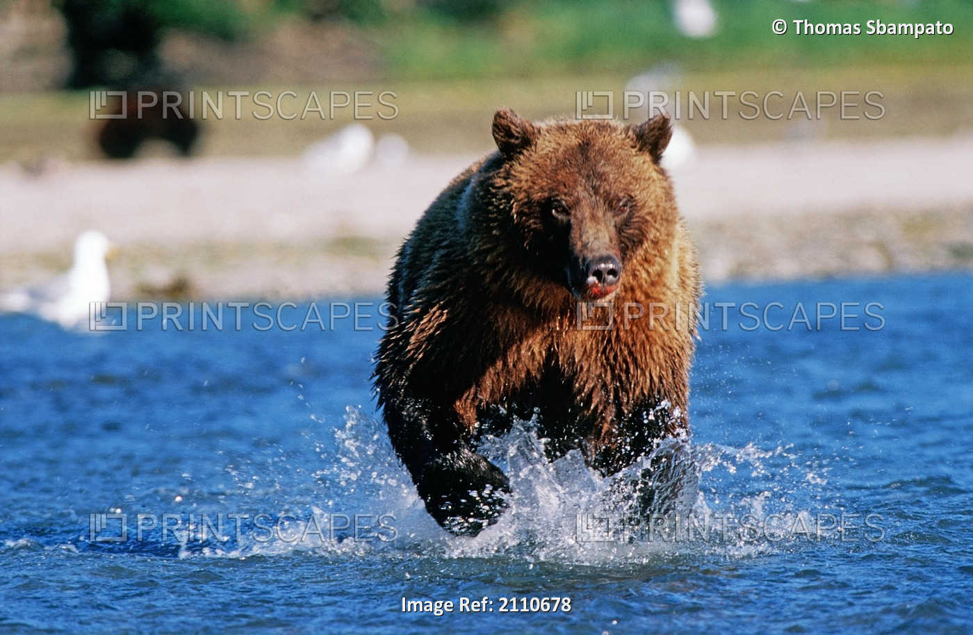 Brown Bear Chases Salmon Geographic Harbor Sw Ak Summer Katmai Np