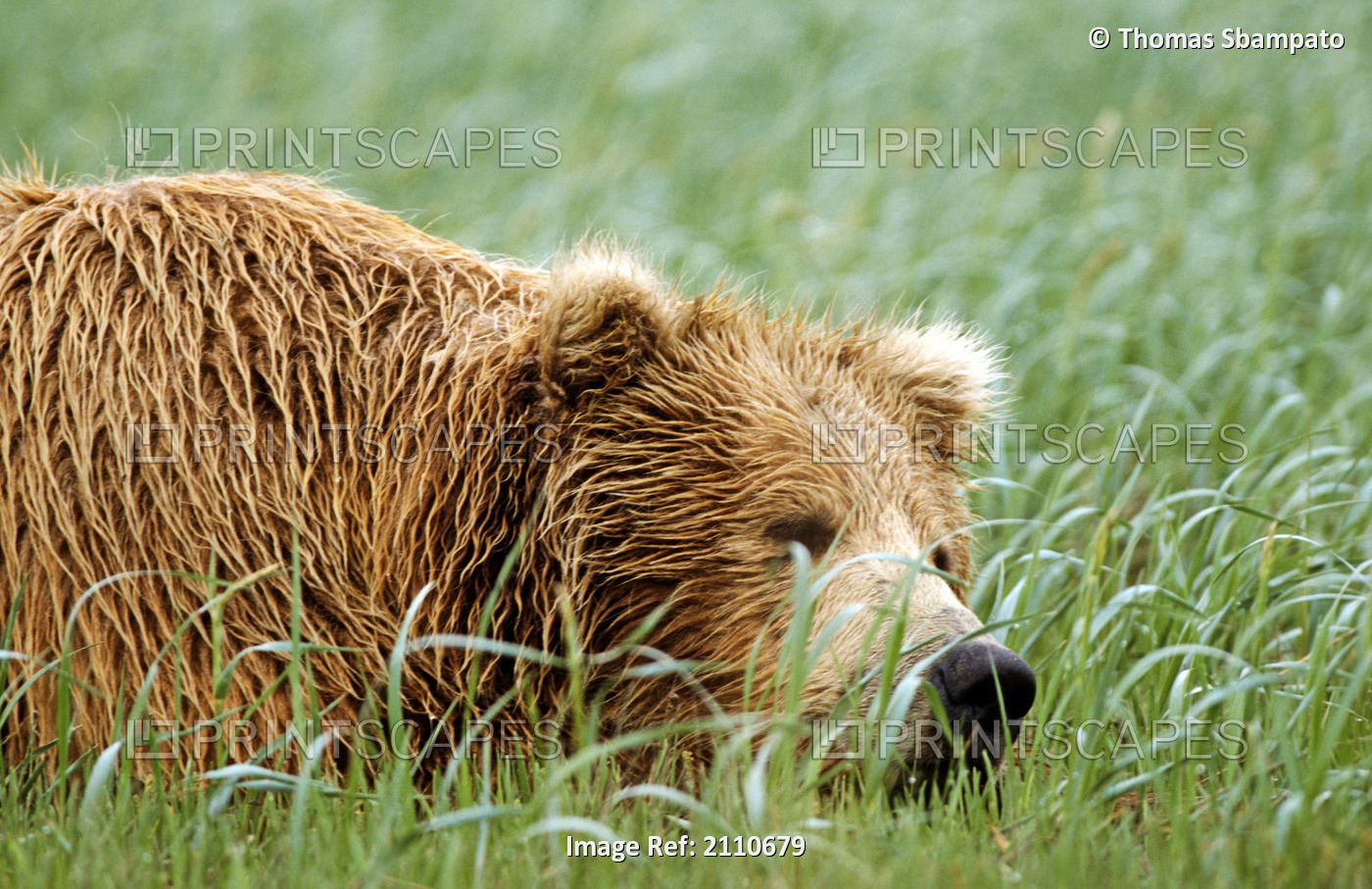 Adult Brown Bear Sleeping In A Grassy Field At Hallow Bay In Katmai National ...