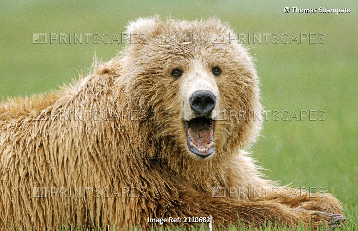 Close Up Of A Grizzly Resting In A Grassy Field & Yawning At Hallow Bay In ...