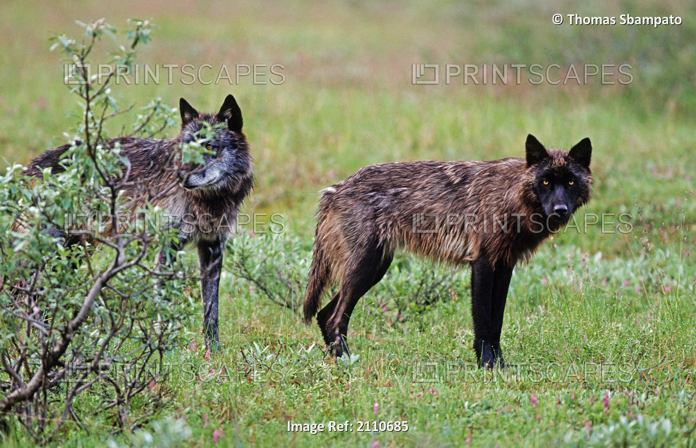 Adult Wolves Stands Alert On Tundra In Denali National Park, Alaska