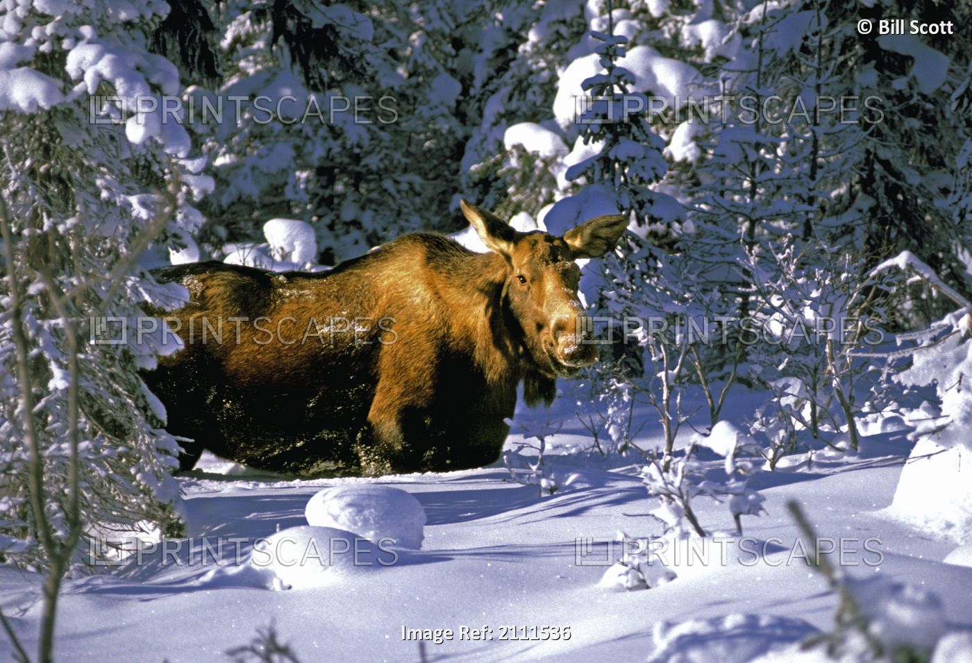 A Moose Belly Deep In Snow On The Kenai Peninsula In Southcentral Alaska.