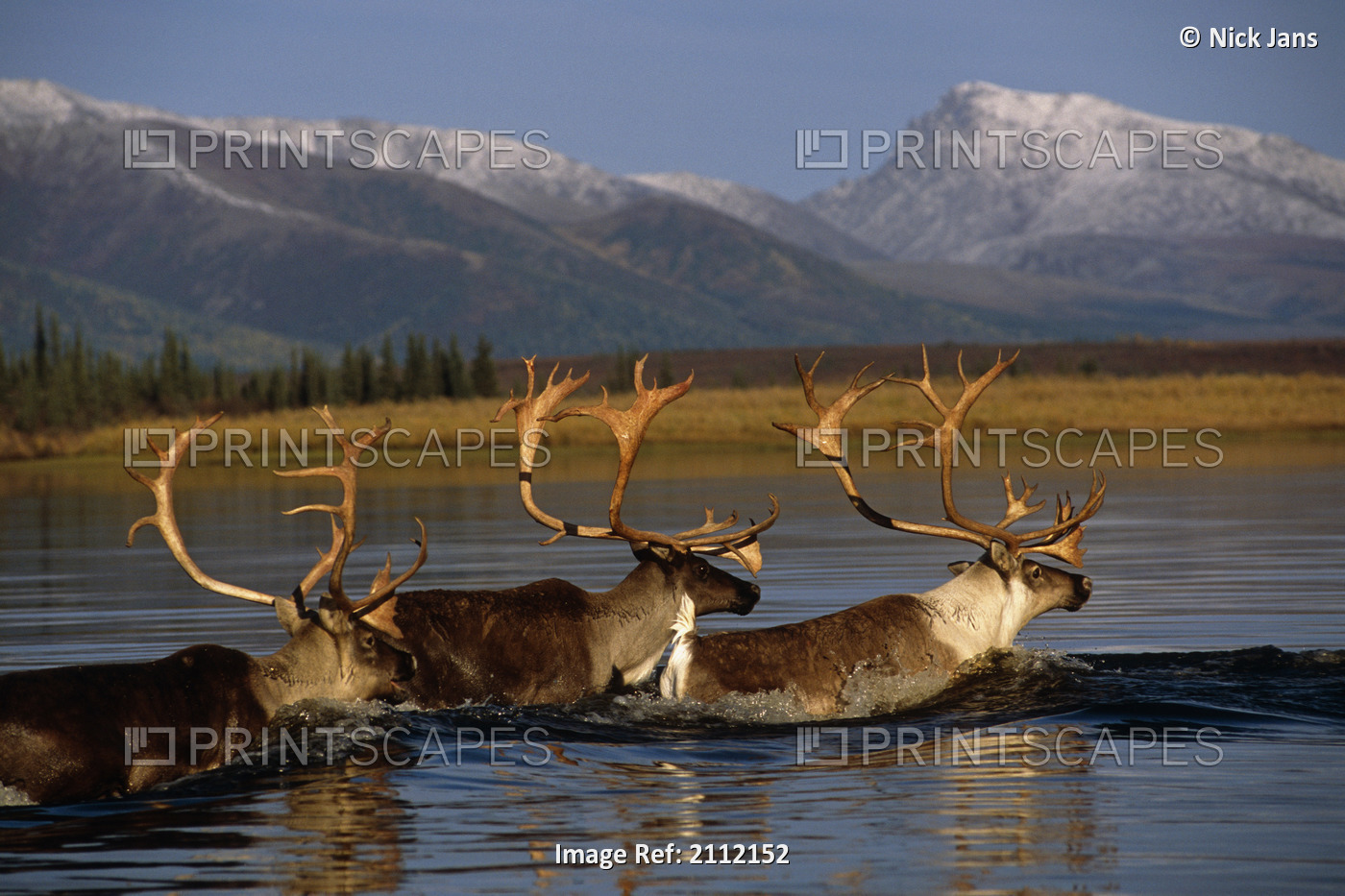 Caribou Herd Swimming Across Kobuk River Arctic Alaska Autumn Kobuk Valley ...