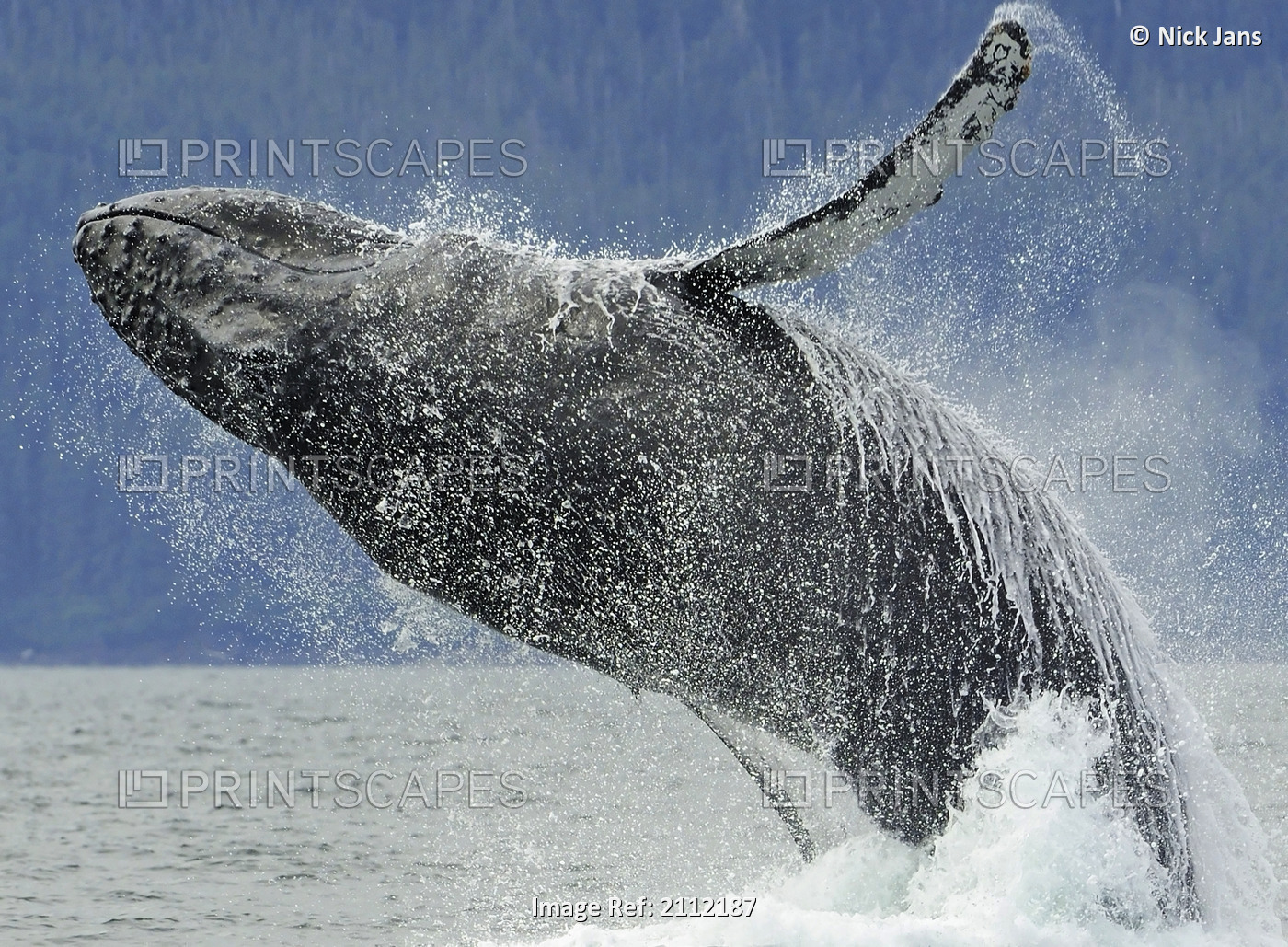 Humpback Whale Breaching Near Juneau During Summer In Southeast Alaska