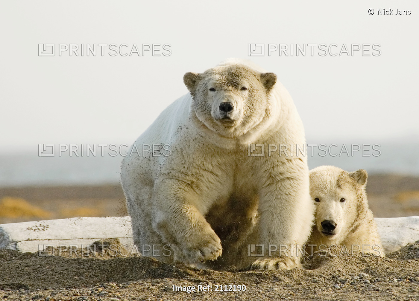 Female Polar Bear Defending Yearling Cub On Barrier Island Near Kaktovik, Alaska
