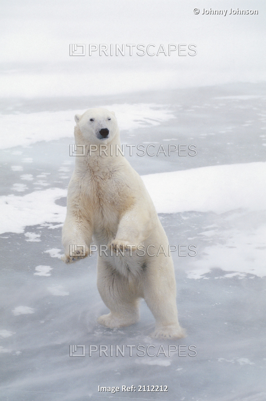 Polar Bear Standing Up Churchill Manitoba Canada