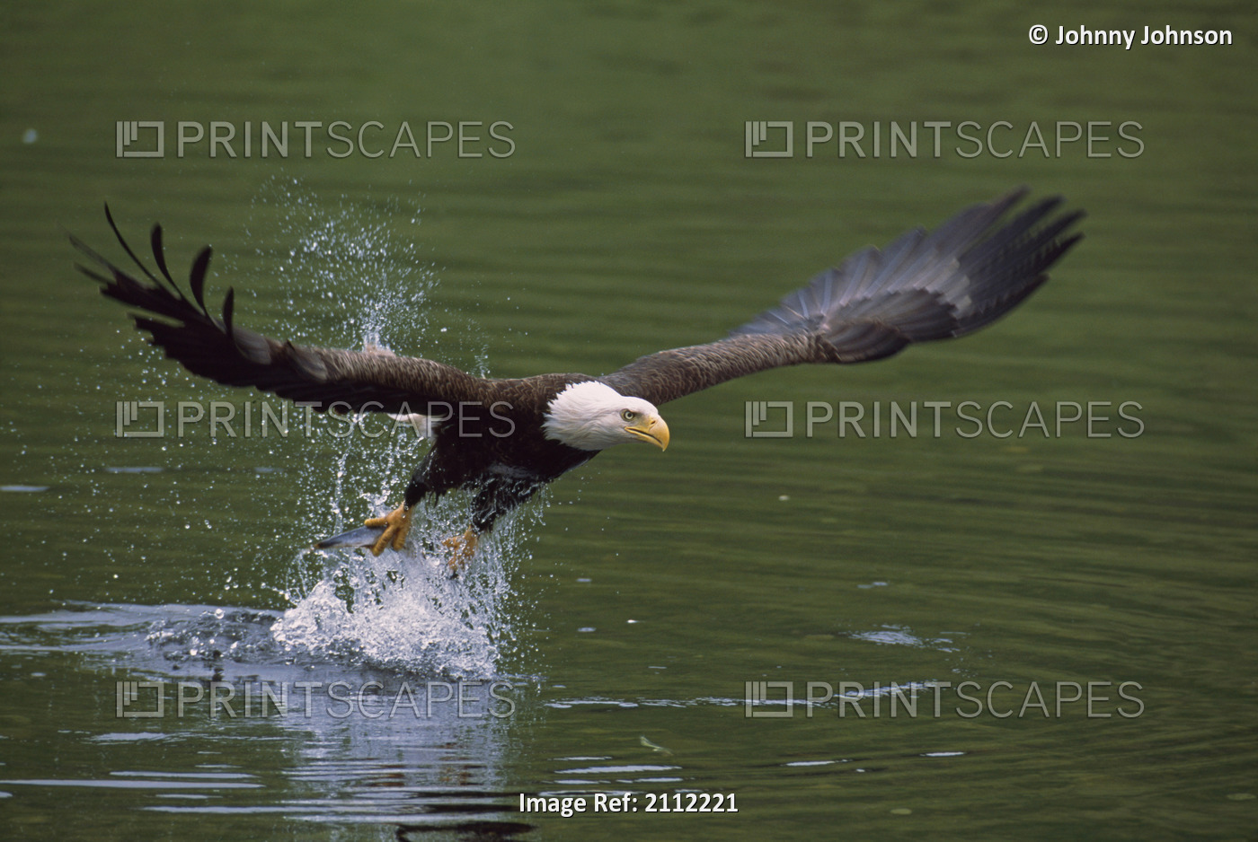 Bald Eagle In Flight Catching Fish, Unalaska, Aleutian Islands, Southwest ...