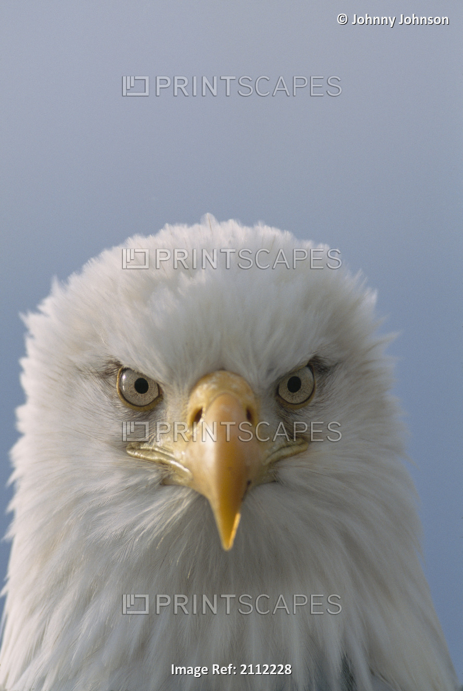 Close-Up Portrait Of A Bald Eagle Kachemak Bay, Kenai Penninsula, Alaska
