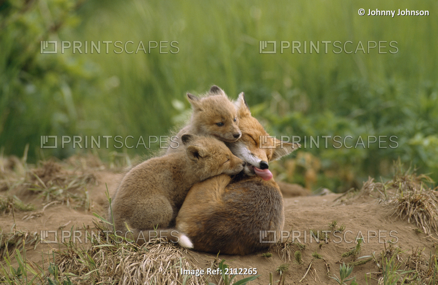 Red Fox Mother With Six-Week Old Fox Pups (Vulpes Vulpes) At Den Site, Mcneil ...