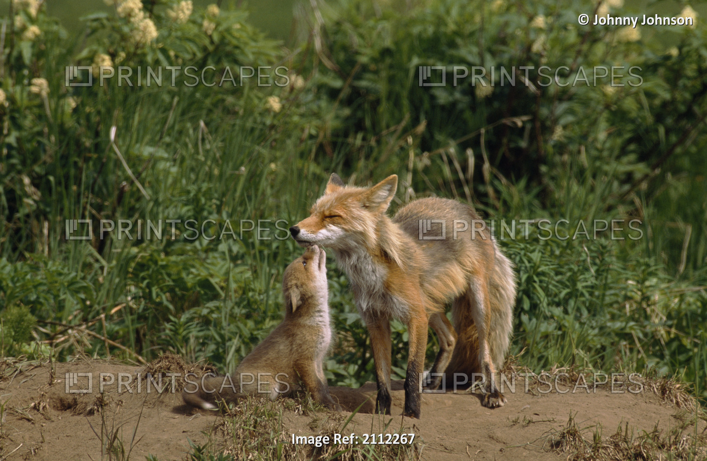 Six-Week Old Fox Kits At Den Site With Their Mother Nursing, Mcneil River State ...