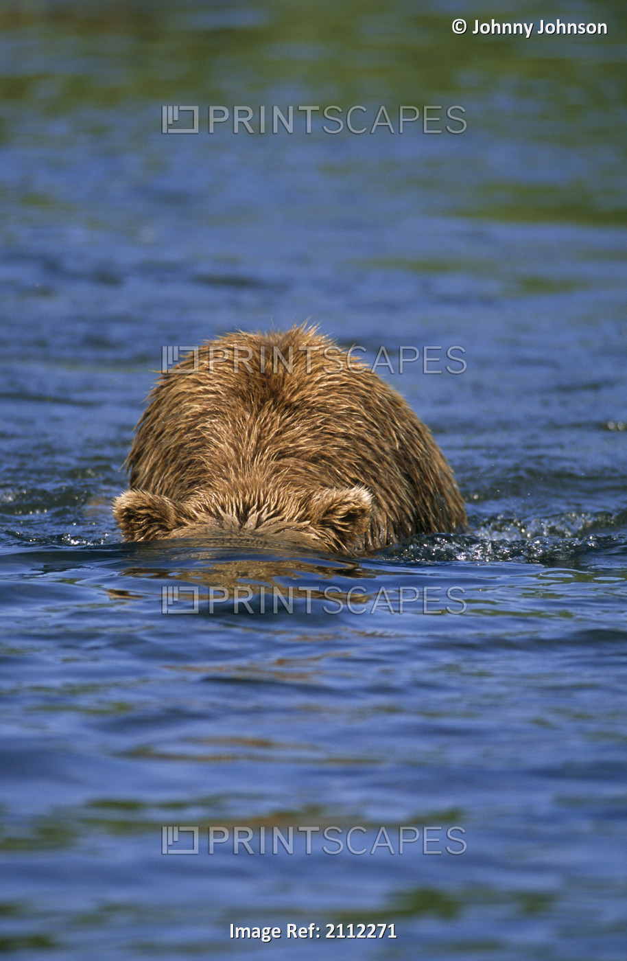 Grizzly Fishing For Salmon By Looking Underwater, Mikfik Creek, Mcneil River ...