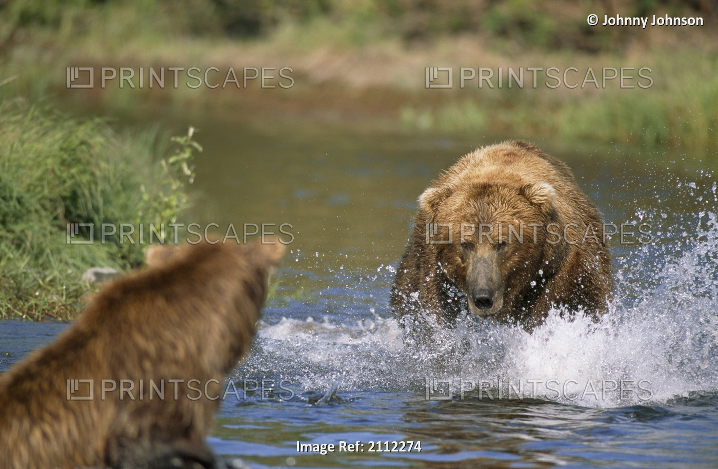 Grizzly Bear Charges Another Across Mikfik Creek, Mcneil River State Game ...