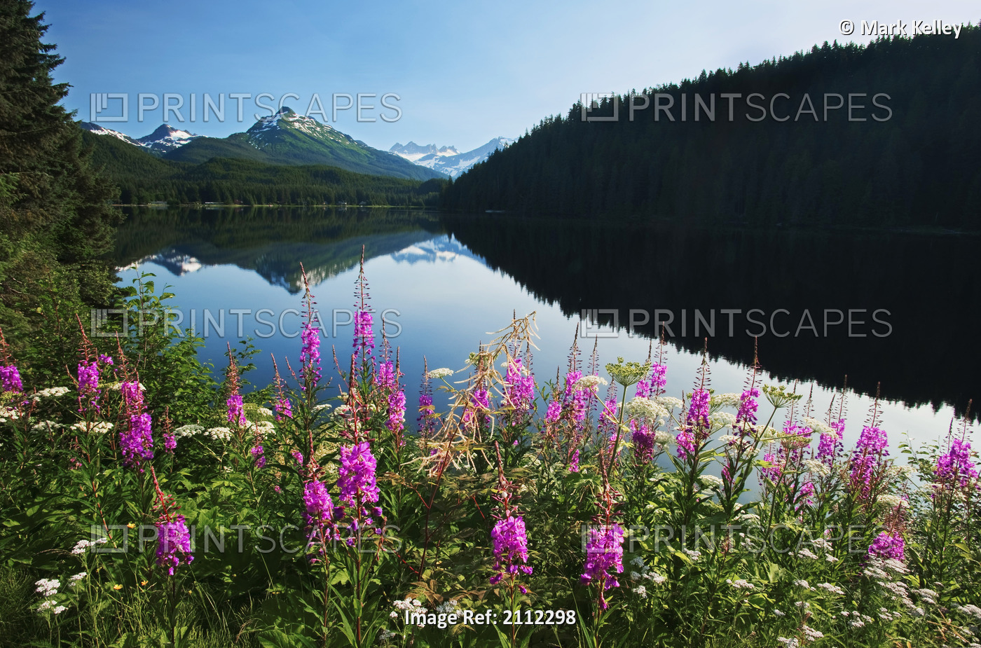 Scenic View Of Auke Lake On A Clear Day With Fireweed In The Foreground, Near ...