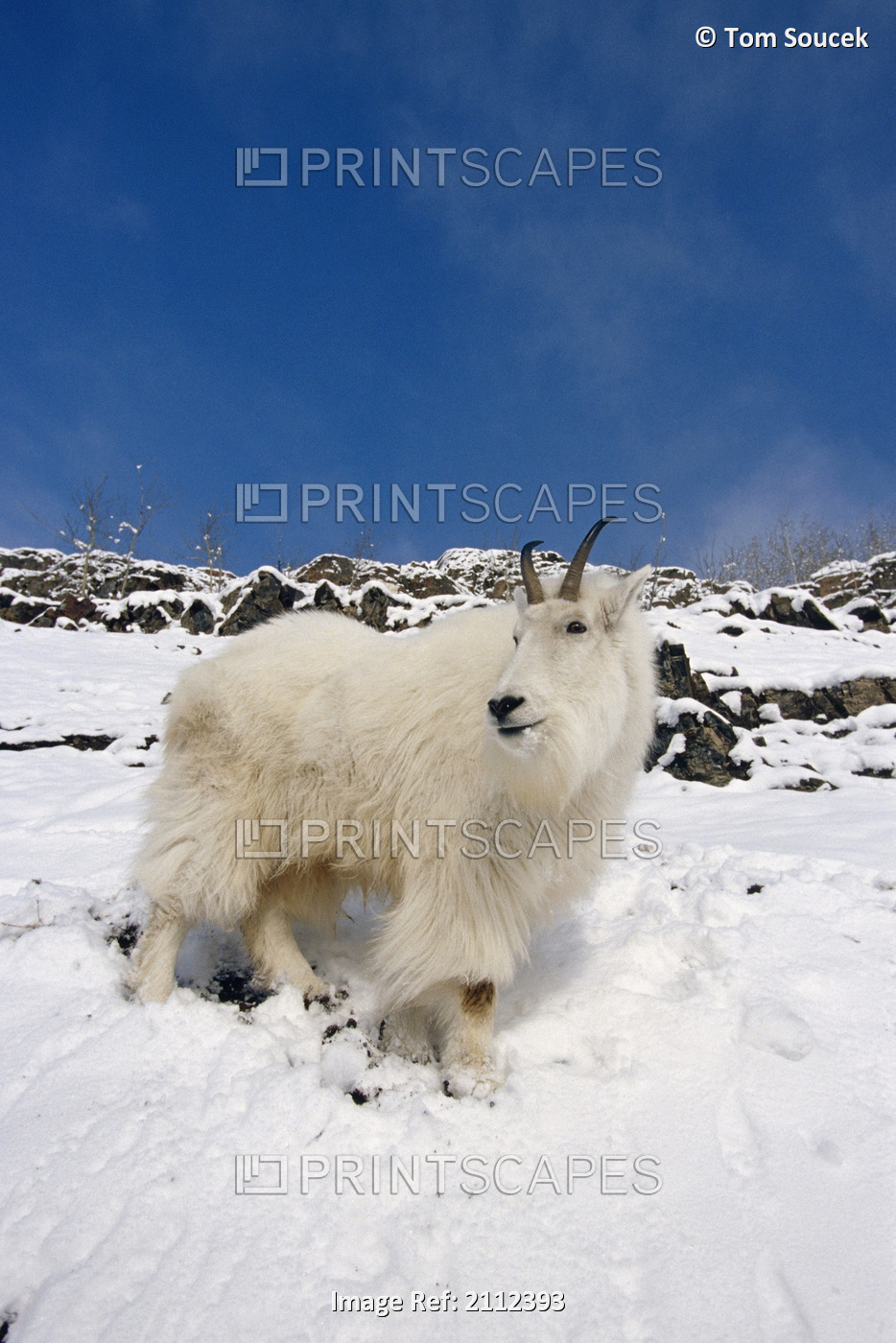 Mountain Goat Billy On High Mountain Slope In Snow Chugach National Forest ...