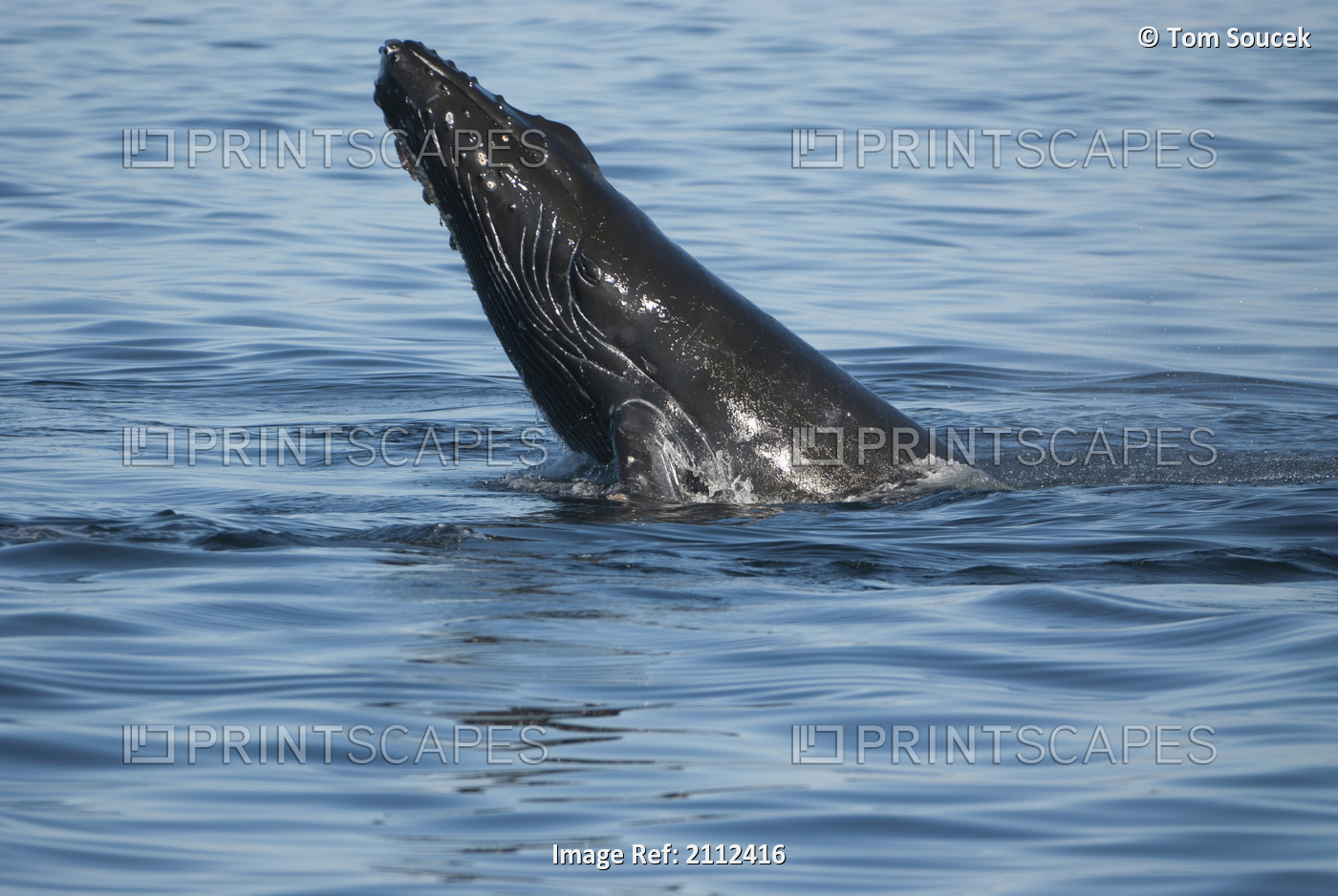 Humpback Whale Chin Slapping In Frederick Sound, Inside Passage, Southeast ...