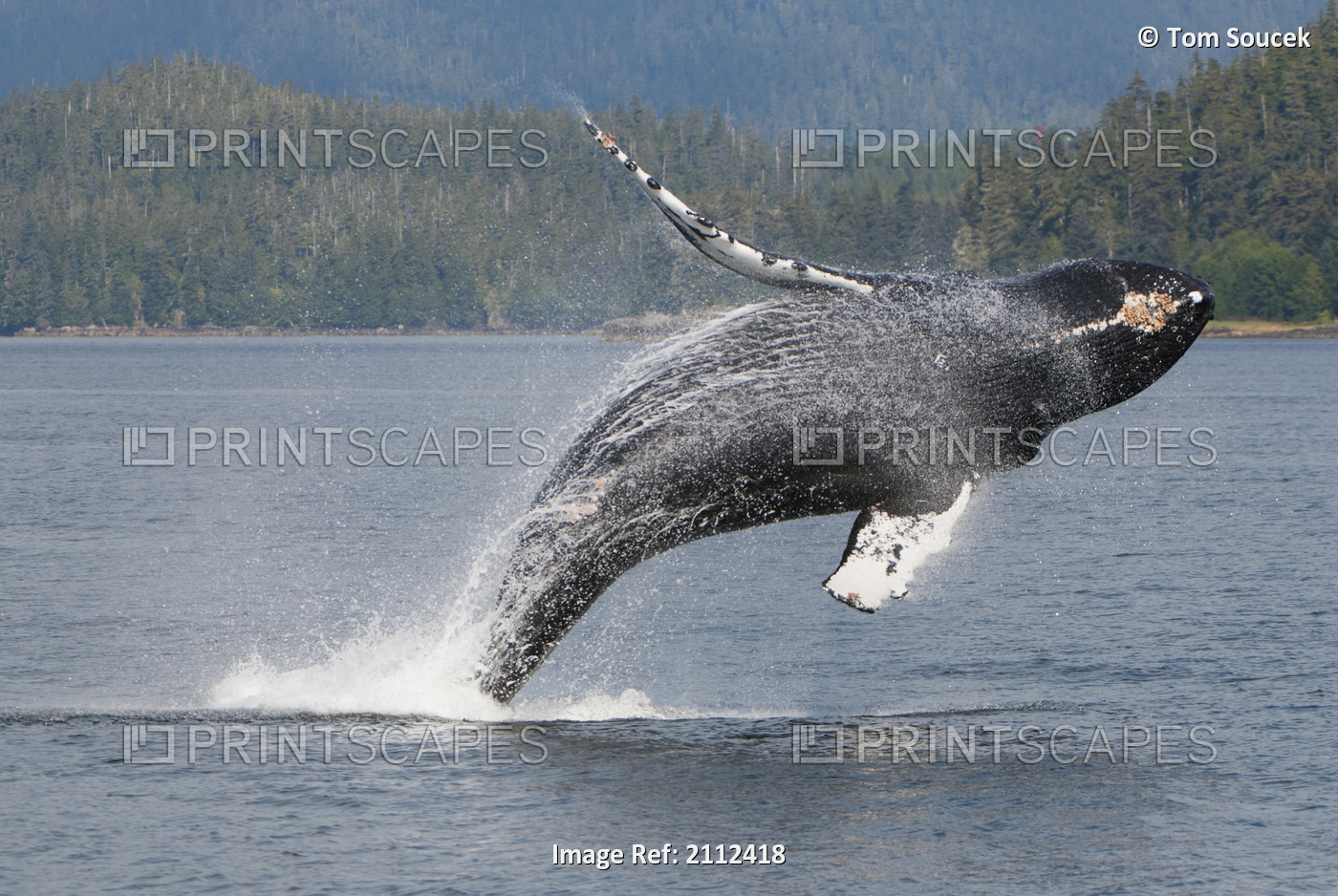 Humpback Whale Breaching In Frederick Sound, Inside Passage, Southeast Alaska, ...