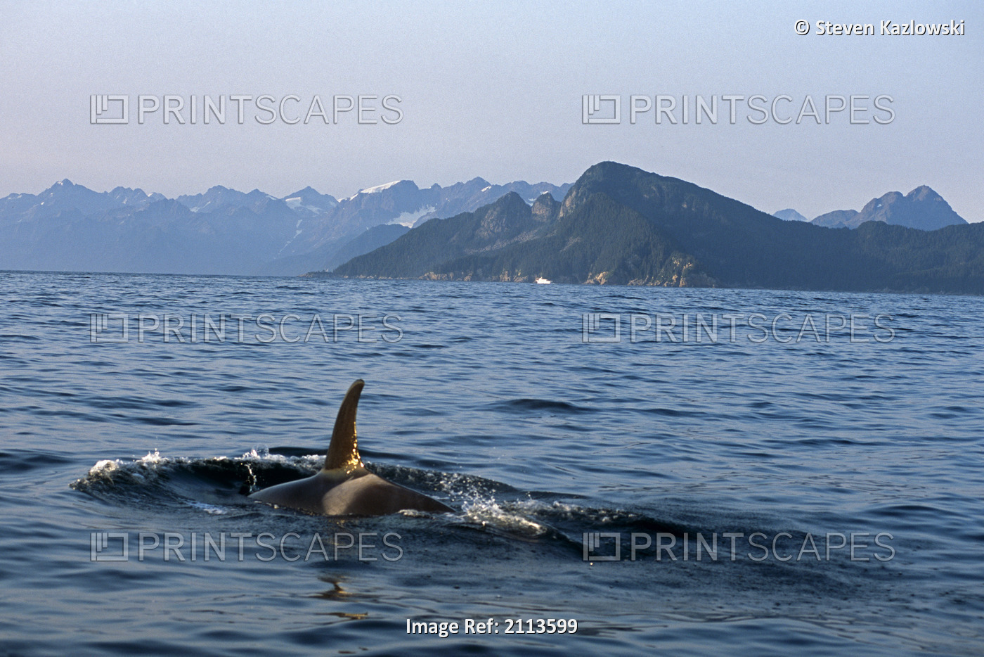 Orca Swims Along Surface W/Tourboat In Distance Ak Kp Resurrection Bay Summer