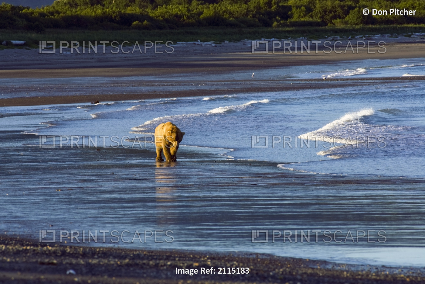 Brown Bear Walks Along The Shoreline In The Kaguyak Area Of Katmai National ...