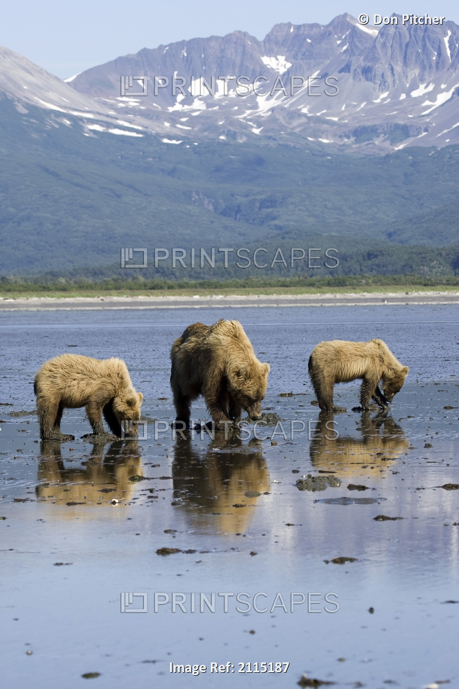 Brown Bears Digging Clams In Tidal Flats At Mouth Of Big River In Katmai ...