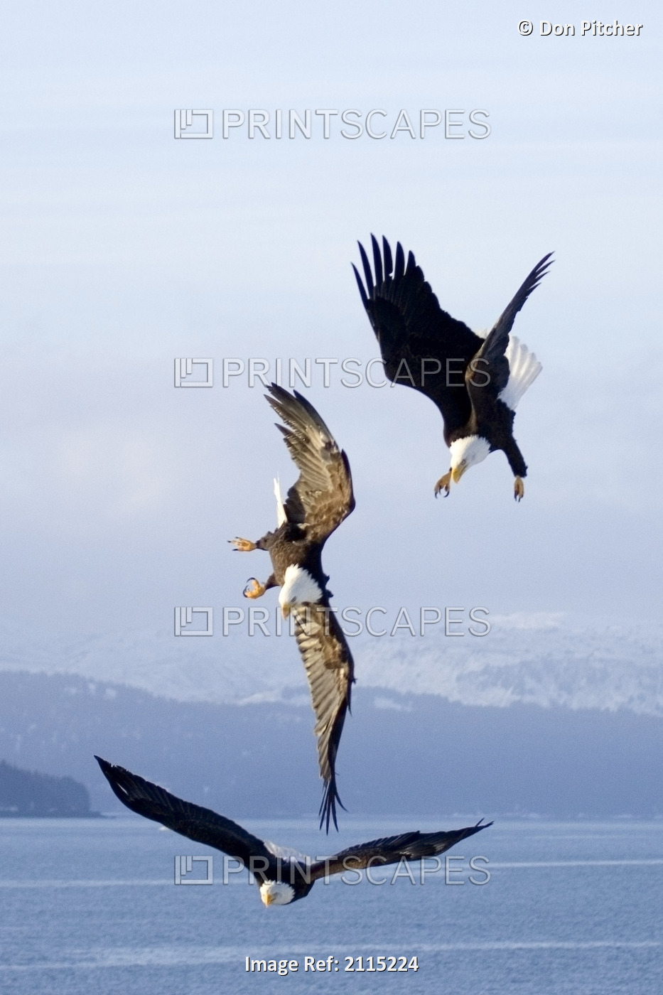 Three Bald Eagles In Mid-Air Conflict Over Kachemak Bay Kenai Mtns & Peninsula ...