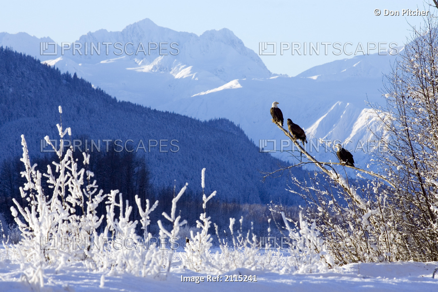 Bald Eagles Perched In Tree W/Takhinsha Mountains Chilkat Bald Eagle Preserve ...
