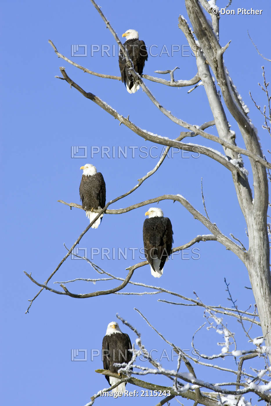 Bald Eagles Perched High In Tree Chilkat Bald Eagle Preserve Near Haines Alaska ...