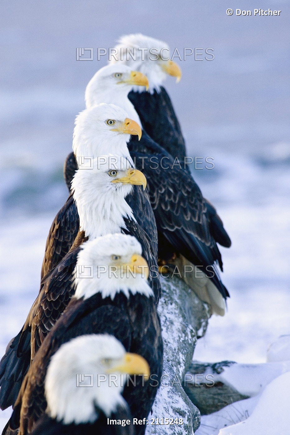 Six Bald Eagles Perched In A Row On Snow Covered Log Homer Spit Kachemak Bay ...