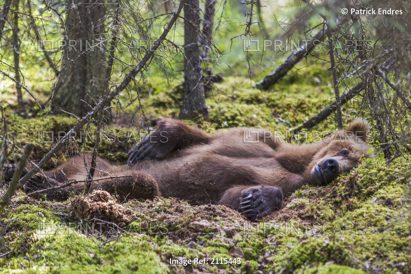 Grizzly Laying On Back Resting In Forest Katmai National Park Southwest Alaska ...